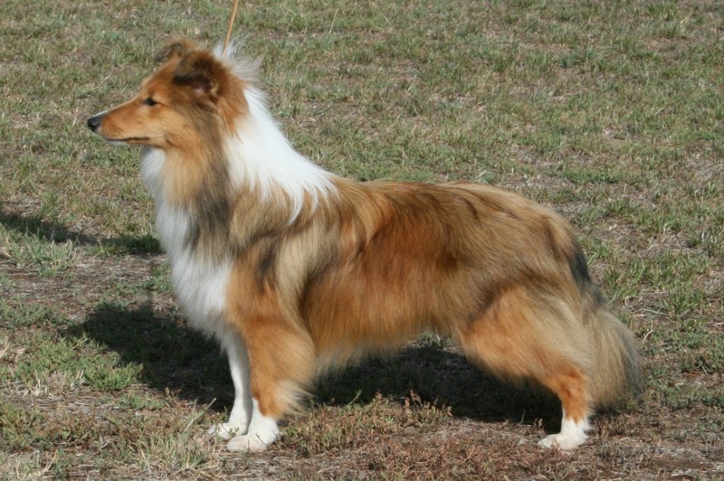 Shetland Sheepdog