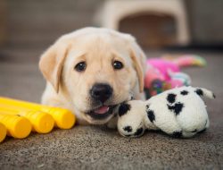 Yavru Köpek Bakımı