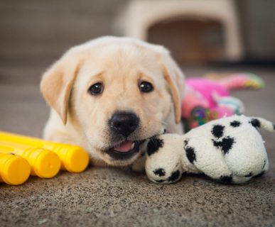 Yavru Köpek Bakımı