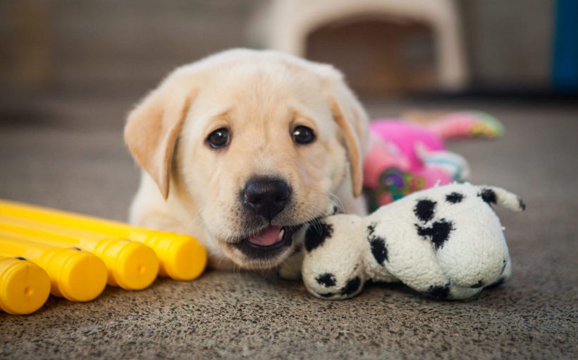 Yavru Köpek Bakımı