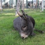 Eşeği Döverken Yakalandı, 'Masaj Yapıyordum' Dedi