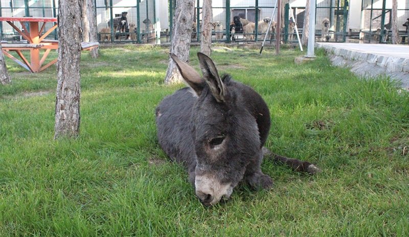 Eşeği Döverken Yakalandı, 'Masaj Yapıyordum' Dedi