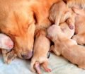Hamile Köpek Bakımı ve Beslenmesi
