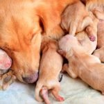 Hamile Köpek Bakımı ve Beslenmesi