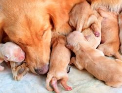 Hamile Köpek Bakımı ve Beslenmesi