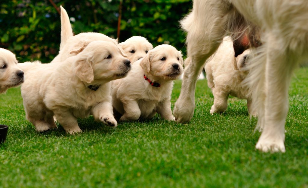 Hamile Köpek Bakımı ve Beslenmesi