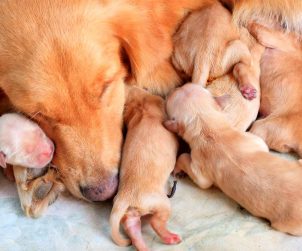 Hamile Köpek Bakımı ve Beslenmesi