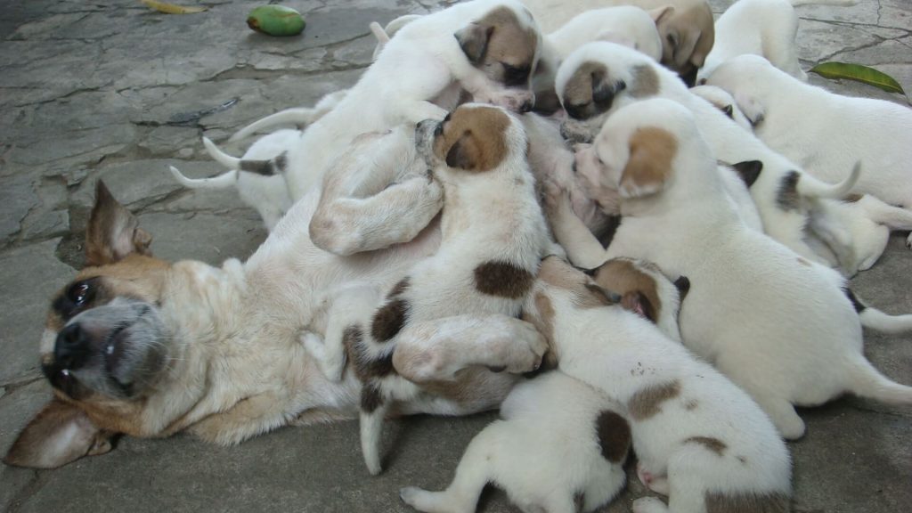 Hamile Köpek Bakımı ve Beslenmesi