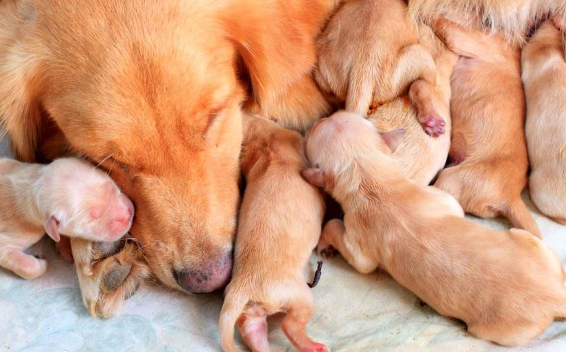 Hamile Köpek Bakımı ve Beslenmesi