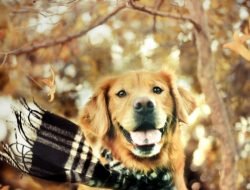 Kış Aylarında Köpek Bakımı