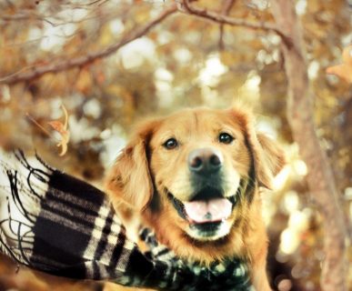 Kış Aylarında Köpek Bakımı