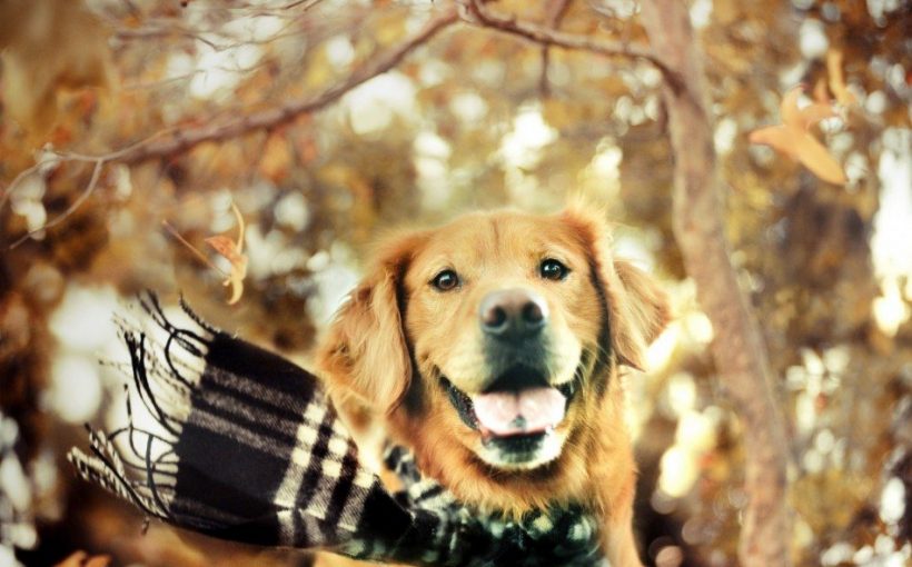 Kış Aylarında Köpek Bakımı