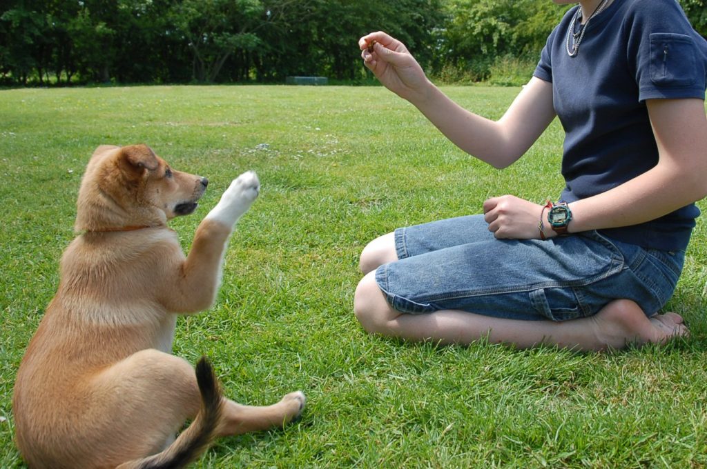 Köpek Eğitimi Nasıl Verilir?