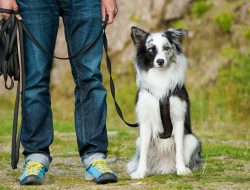 Köpek Eğitimi Nasıl Verilir?