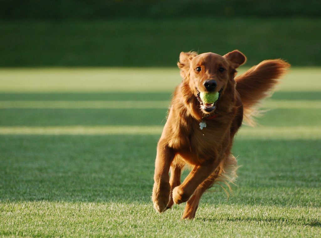 Köpek Eğitimi Nasıl Verilir?