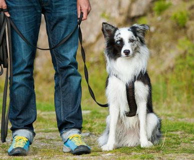 Köpek Eğitimi Nasıl Verilir?