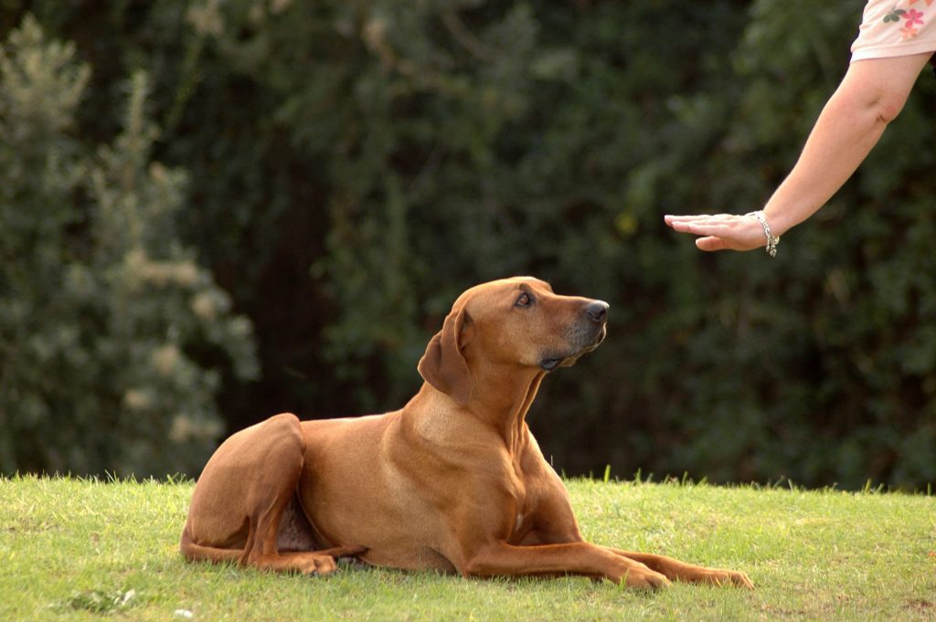 Köpek Eğitimi Nasıl Verilir?