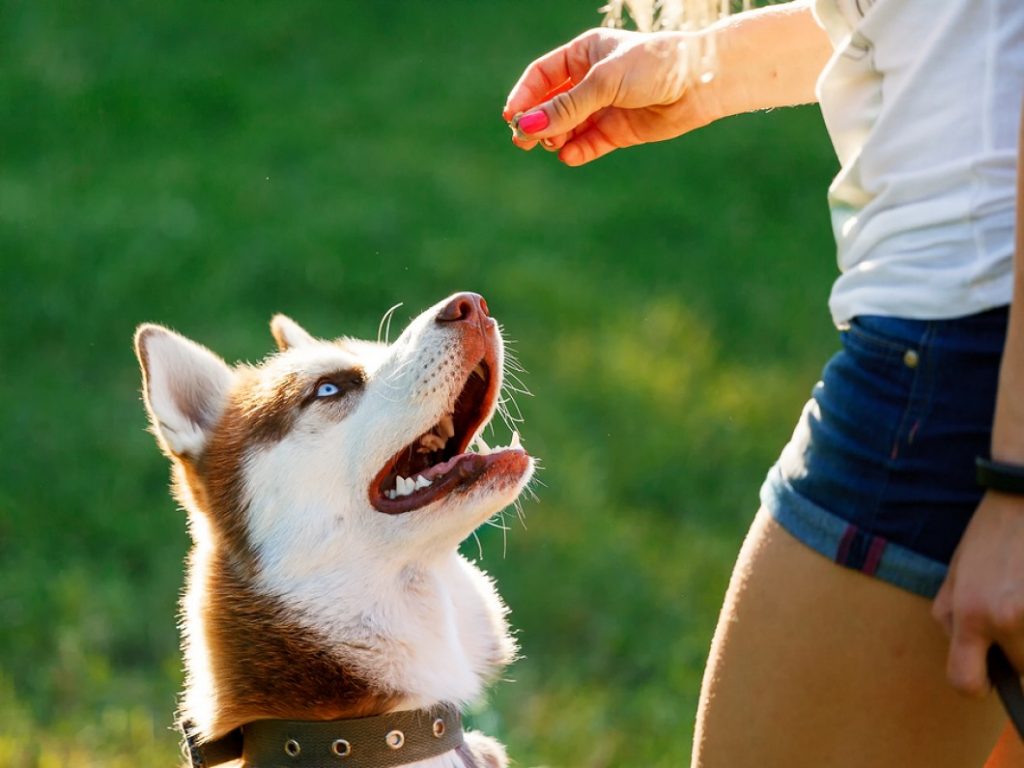 Köpek Eğitimi Nasıl Verilir?