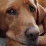 Köpekler Neden Ağlar?