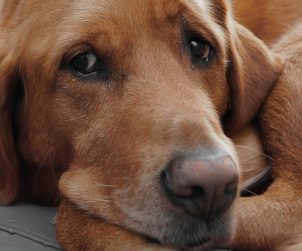 Köpekler Neden Ağlar?