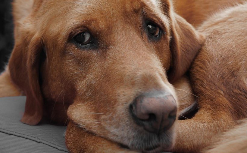 Köpekler Neden Ağlar?