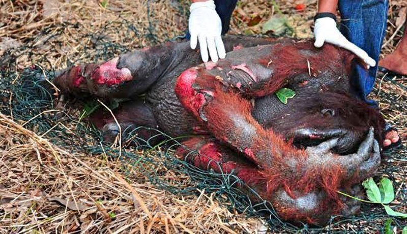 İnsanlar Palm Yağı İçin Orangutanları Acı İçinde Öldürüyor