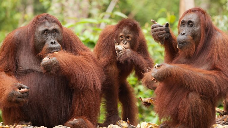 İnsanlar Palm Yağı İçin Orangutanları Acı İçinde Öldürüyor