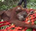 İnsanlar Palm Yağı İçin Orangutanları Acı İçinde Öldürüyor