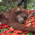 İnsanlar Palm Yağı İçin Orangutanları Acı İçinde Öldürüyor