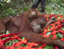 İnsanlar Palm Yağı İçin Orangutanları Acı İçinde Öldürüyor