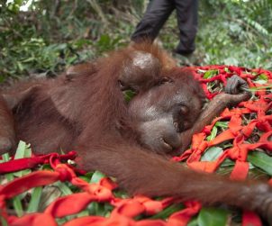 İnsanlar Palm Yağı İçin Orangutanları Acı İçinde Öldürüyor