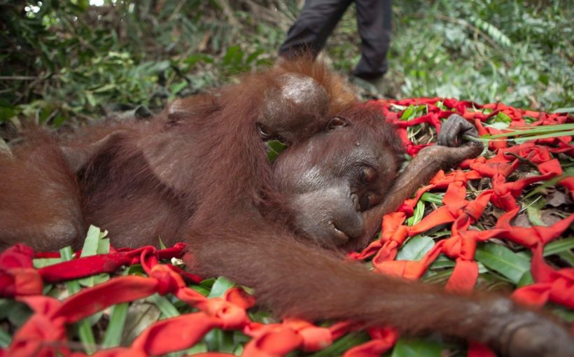 İnsanlar Palm Yağı İçin Orangutanları Acı İçinde Öldürüyor