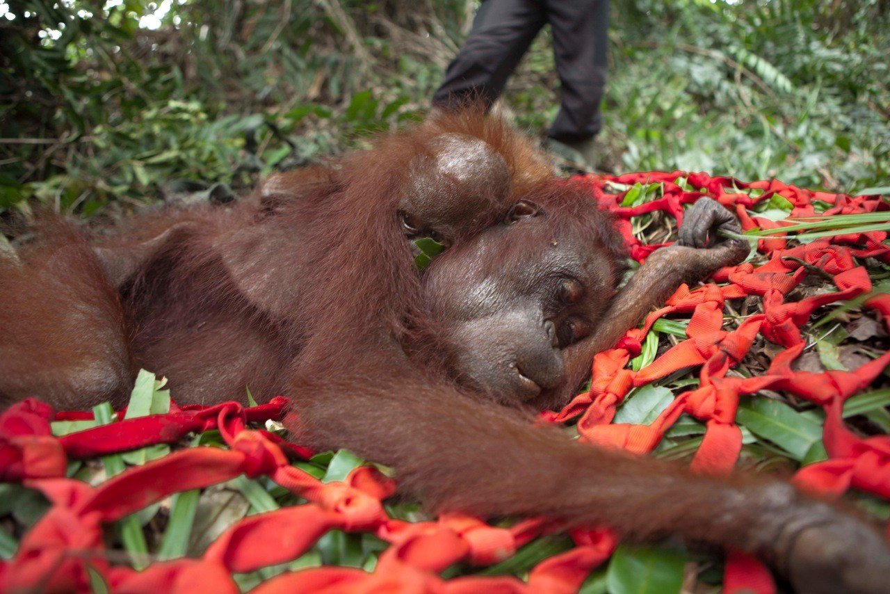 Palm Yağı İçin Orangutanları Acı İçinde Öldürüyorlar