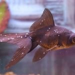 Beyaz Benek Hastalığı