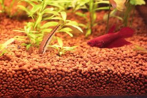 Bitkili Akvaryum Kumu