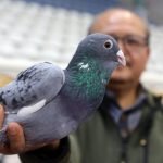 Güvercin Nasıl Uçurulur