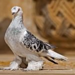 Güvercinler Yönlerini ve Yuvalarını Nasıl Bulur