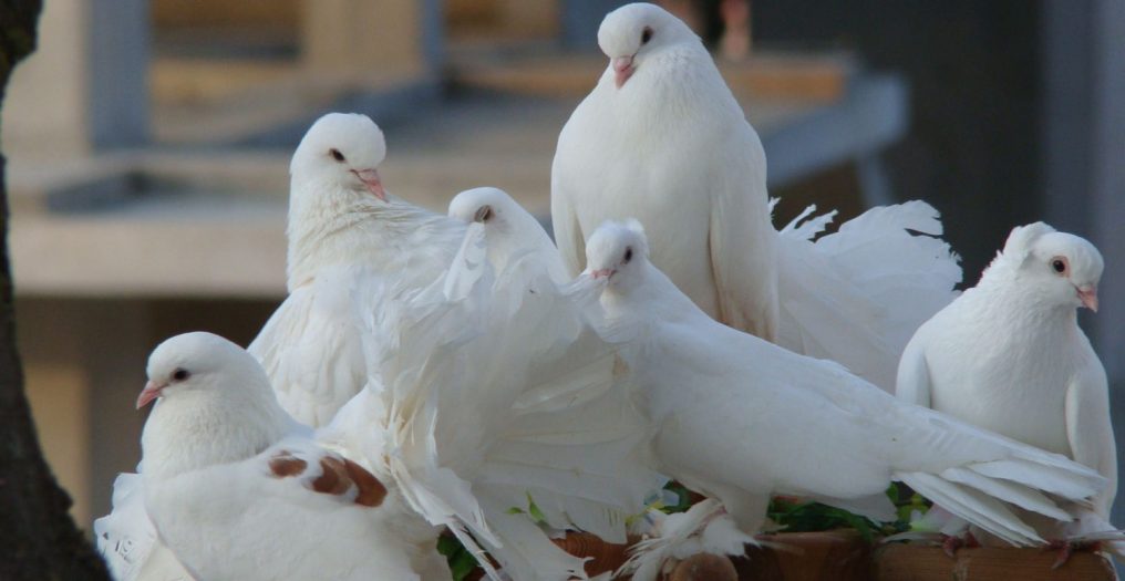 Güvercinler Yönlerini ve Yuvalarını Nasıl Bulur