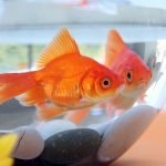 Japon Balığı Akvaryumu Nasıl Olmalı