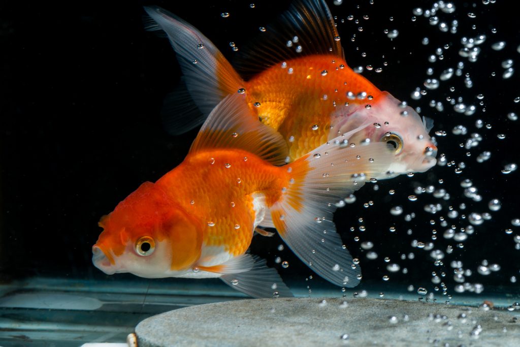 Japon Balığı Akvaryumu Nasıl Olmalı
