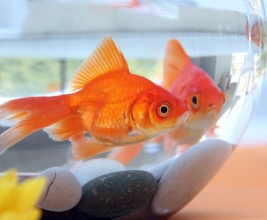 Japon Balığı Akvaryumu Nasıl Olmalı