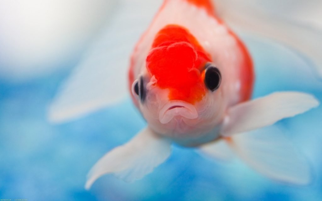Japon Balığı