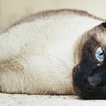 Kedilerin Tüyleri Neden Renk Değiştirir?