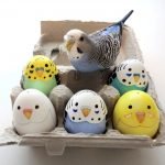 Muhabbet Kuşları Yumurtlama Süreci & Hazırlığı