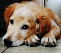 Apartmanda Köpek Besleme İle İlgili Hukuk Kuralları