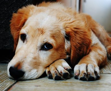 Apartmanda Köpek Besleme İle İlgili Hukuk Kuralları