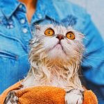 Kedi Nasıl Yıkanır?