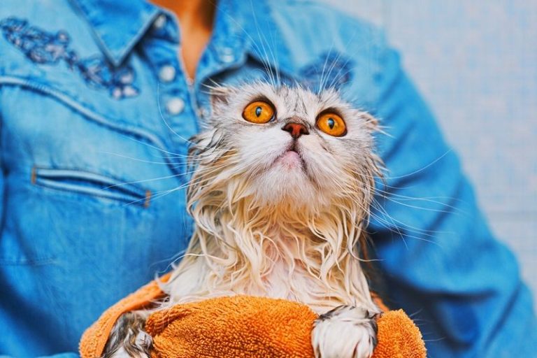 Kedi Nasıl Yıkanır?