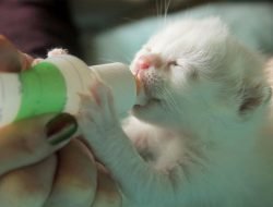 Yavru Kedi için Süt Tozu