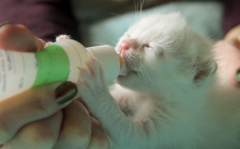 Yavru Kedi için Süt Tozu